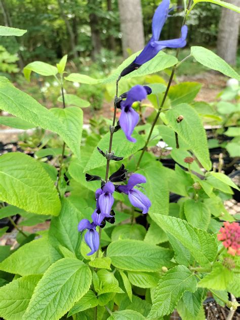 Salvia 'Black and Blue' - Salvia guaranitica – Upper Place Gardens