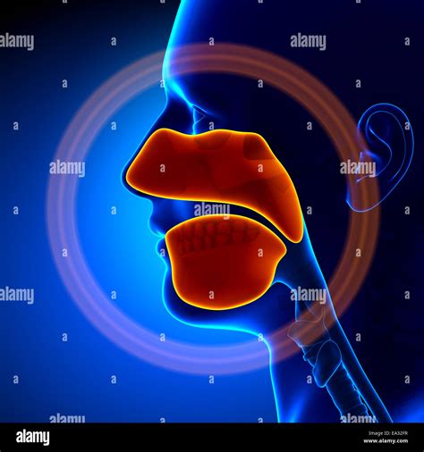 Anatomie Du Nez Et Des Sinus Banque De Photographies Et Dimages à