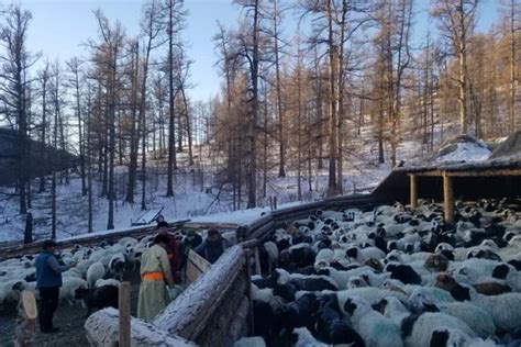 Увс аймгийнхан хятадын ард түмэнд 1000 хонь хандивлахаа мэдэгдлээ