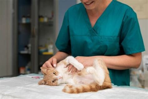 Esporotricose Em Gatos Passa Para Humanos Fotos E Tratamento Amo