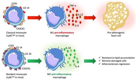 Biomedicines Free Full Text Macrophages In Atherosclerosis First