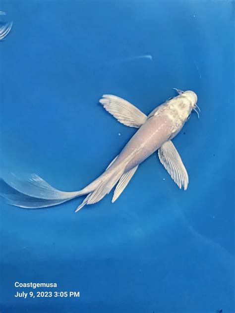 Platinum White Butterfly Koi 500 Inch — Coast Gem Usa