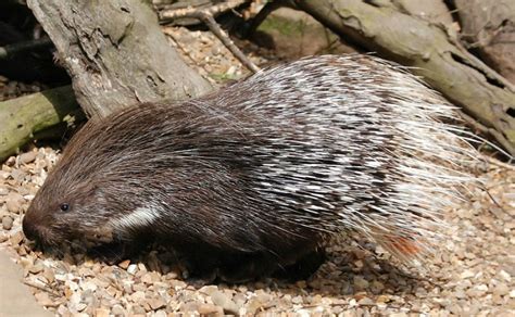 Interesting porcupine facts: can they shoot their quills?
