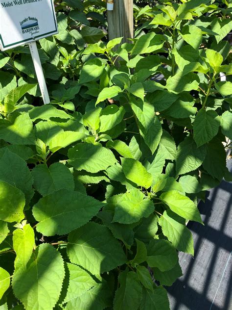 Annabelle Hydrangeas - Lavender Mountain Hardware & Garden