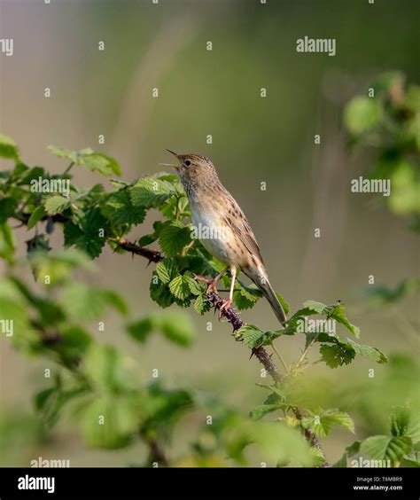 Grasshopper Warbler Locustella Naevia Stock Photo Alamy