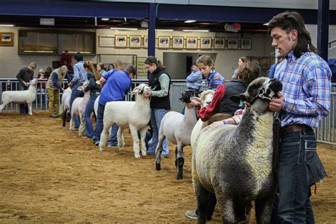 2022 Junior Breeding Sheep Show Participants Show Off Thei Flickr