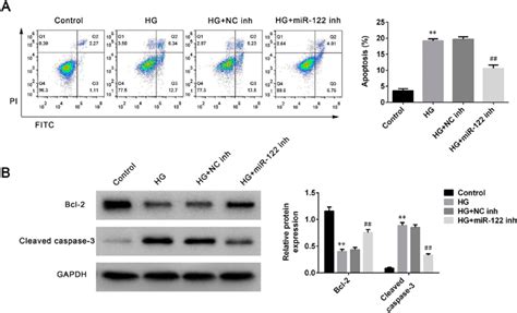 Mir 122 Knockdown Suppressed Cell Apoptosis Of High Glucose Induced