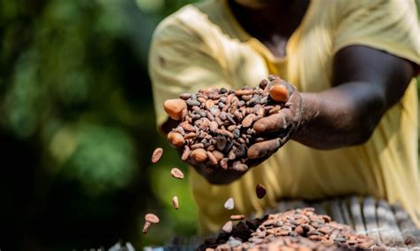 Importantes Anuncios Para Los Productores De Cacao En Casanare La Voz De Yopal