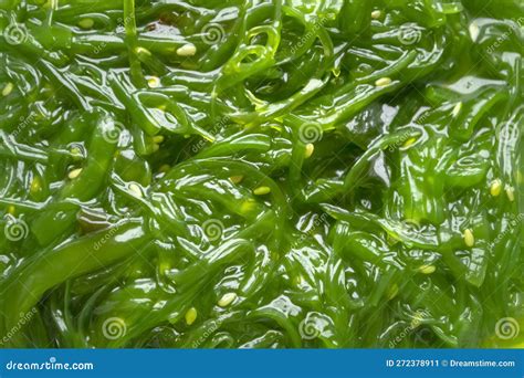 Background Image Of Seaweed Lettuce Wakame Seaweed Chuka Salad With