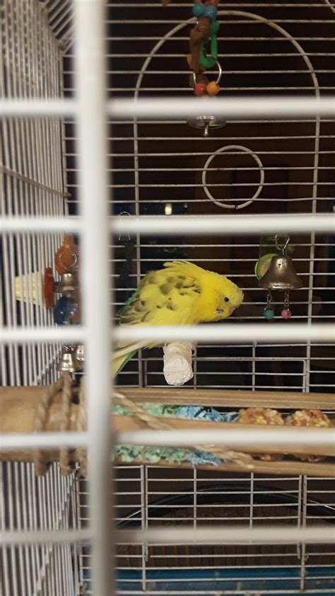 What does this posture mean? : r/BirdHealth