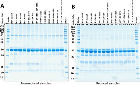 Representative Sds Page Gels Of Non Reduced A And Reduced B