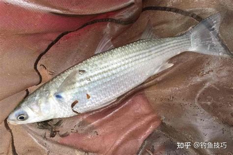 鲻鱼应该怎样钓？钓鲻鱼用什么鱼饵？鲻鱼的正确钓法和饵料味型 知乎