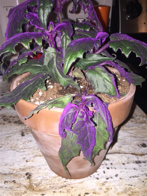 Worried About My Purple Passion Gynura Aurantiaca The Front Leaves Are Soft And Drooping The