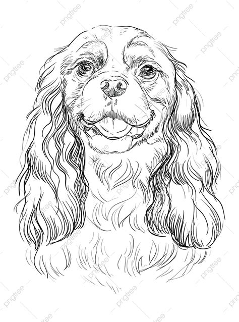 King Charles Spaniel Vector Png Images Cavalier King Charles Spaniel