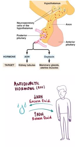 Clin Med II Endo DI And SIADH Flashcards Quizlet