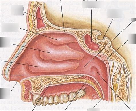 Heent Exam Pe Of The Ear Nose Sinuses Diagram Quizlet