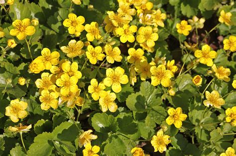 Waldsteinia vermehren » So gelingt's