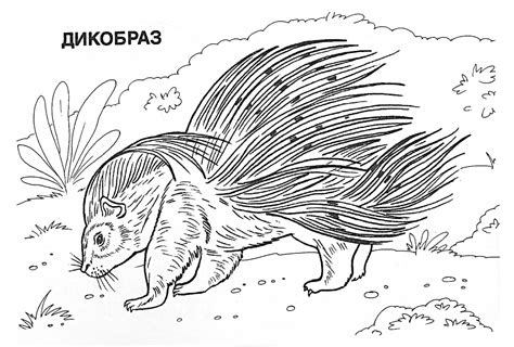 Раскраска Дикобраз 🖍. Раскрашиваем любимыми цветами бесплатно и с улыбкой 👍