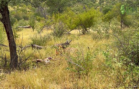 Chasing the lion king in South Africa IBERHUNTING