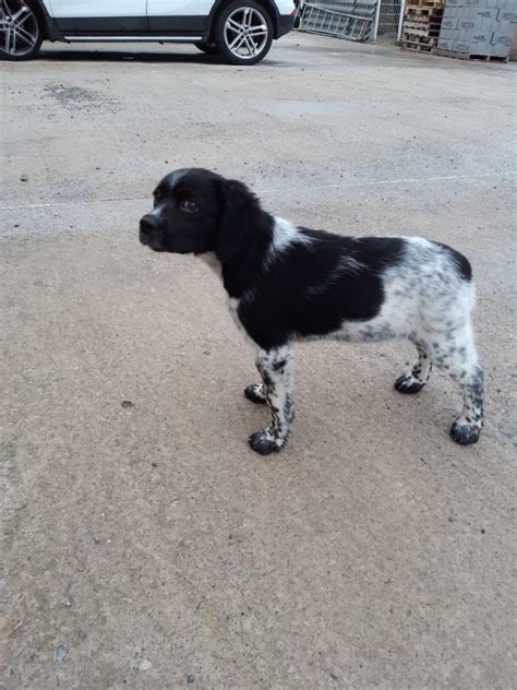 Chien Epagneul Breton Rena Des Coteaux De Pauthe