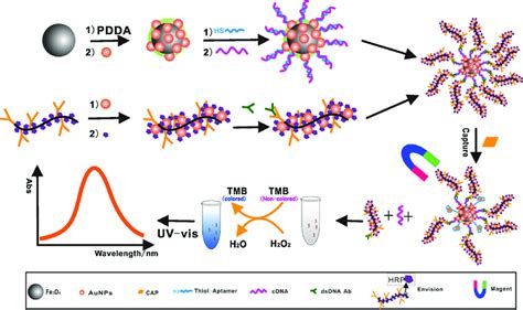 Schematic representation of a colorimetric aptasensor to detect CAP ... 