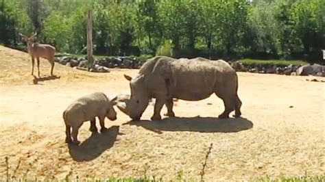 Baby Rhino Plays With Its Mother Rhino Rhino Compilations Wildlife