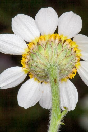 Anacyclus Clavatus Flora De Valdelatas Inaturalist