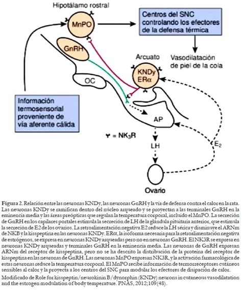 Neuroendocrinología del Ciclo Menstrual Síntomas Vasomotores