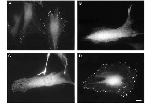 Sh Dependent Localization Of V Crk In Focal Adhesions Nih T