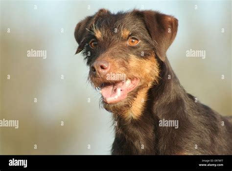 German Hunting Dog Stock Photo - Alamy