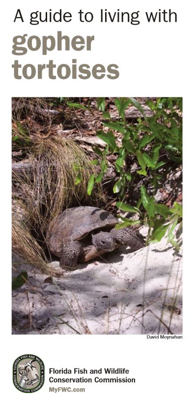 Educational Materials Gopher Tortoise Day