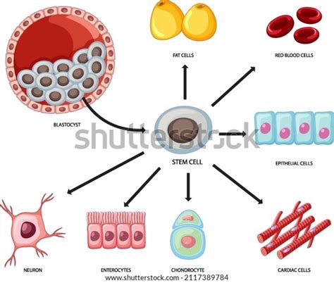 Types Stem Cells On White Background Stock Vector (Royalty Free ...