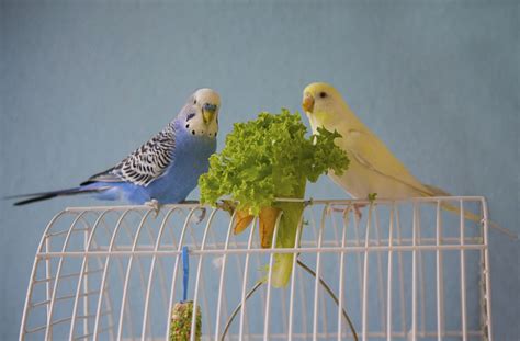 How To Tell Parakeet Sexes Apart Varieties And Types Parakeets Guide