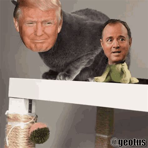 Adam Schiff Cat GIF - AdamSchiff Cat Kick - Discover & Share GIFs