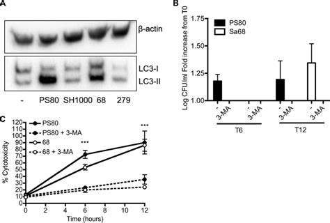 Inhibition Of Autophagic Flux Facilitates Escape Of S Aureus From