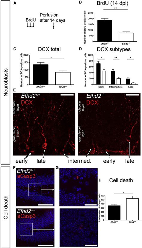 Loss Of Neuroblasts And Increased Cell Death In The Adult Efhd2 ÀÀ