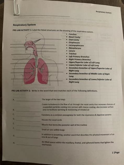 Solved Respiratory Stem NAVE Respiratory System PRE LAB Chegg