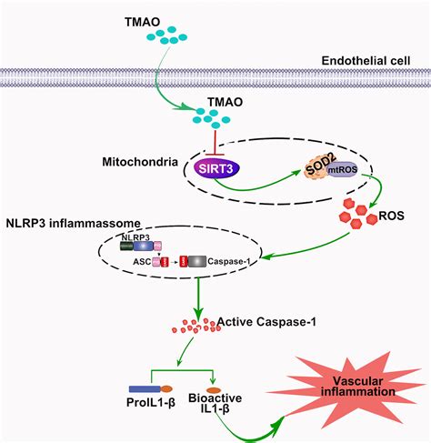 TrimethylamineNOxide Induces Vascular Inflammation By Activating The