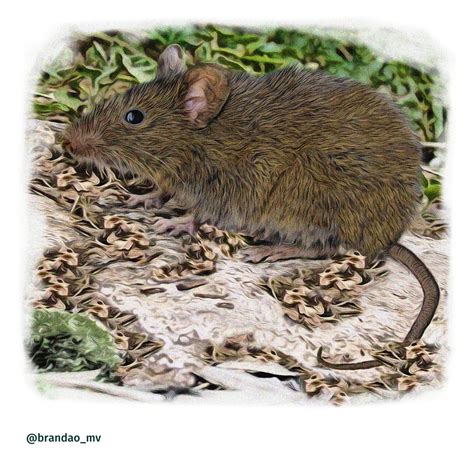 nova especie de roedor  descoberta na amazonia terra da gente