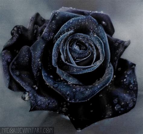 Black Rose Drawing Pencil Sketch Colorful Realistic Art Images