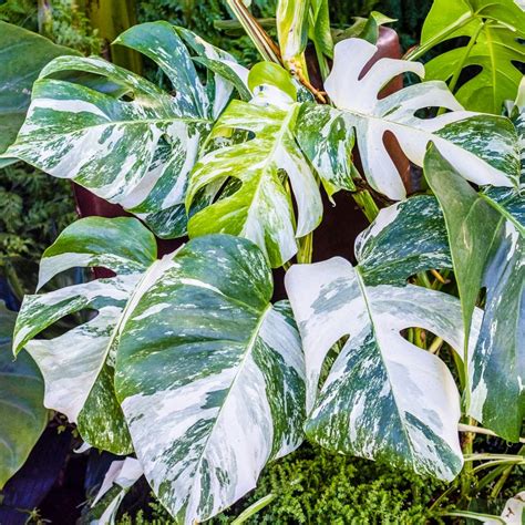 Variegated Monstera Deliciosa Swiss Cheese Plant Free UK Delivery