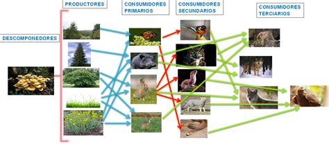 Biolog A Iv Pr Ctica De La Mariposa Monarca