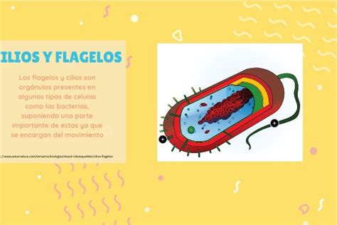 CILIOS Y FLAGELOS