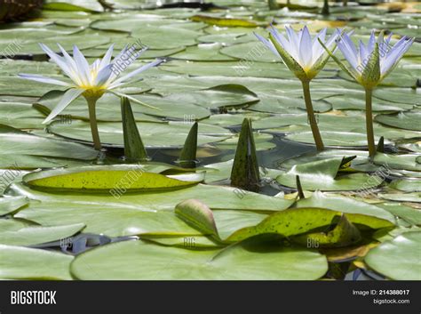 Three Blue Lotus Egypt Image And Photo Free Trial Bigstock