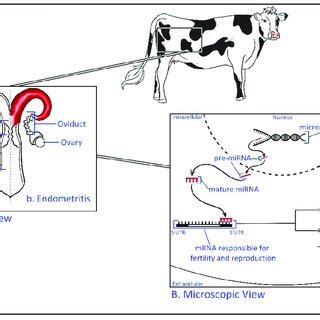 Differential Expression Of Cytokines In Bovine Endometrial Cells A