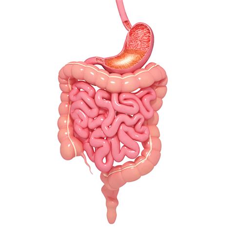 Cirurgia Do Aparelho Digestivo Na Clínica Hepatogastro