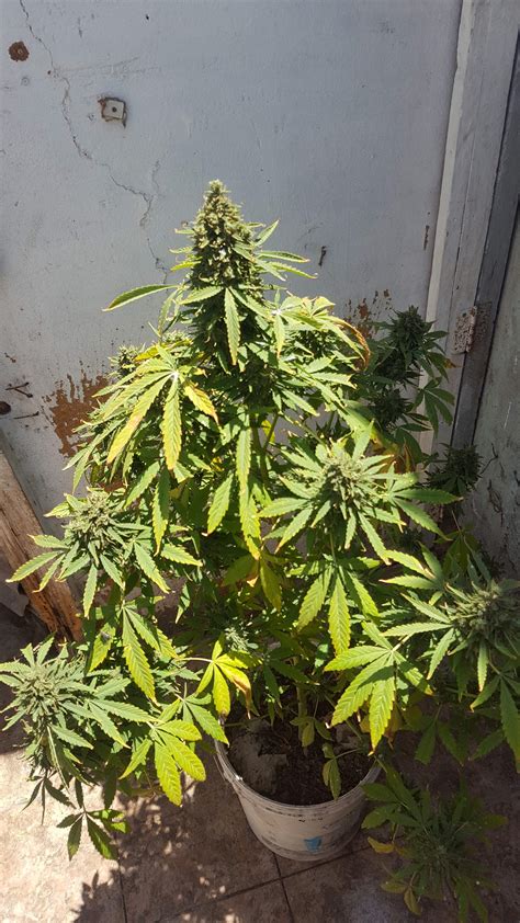 Sensi Seeds Hindu Kush Grow Journal Week15 By Andres GrowDiaries