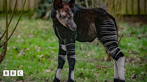 Check Out This Rare And Very Cute Baby Okapi Bbc Newsround