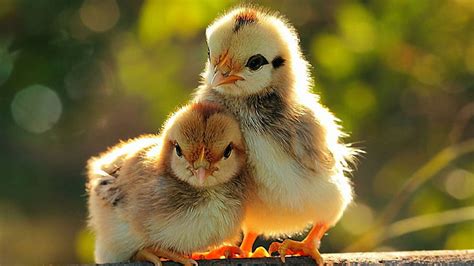 Cute Baby Chicken Wallpaper