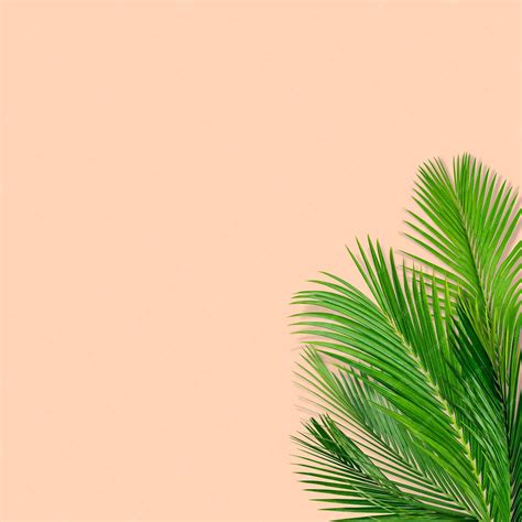 Premium Photo Green Palm Leaves Pattern For Nature Concepttropical